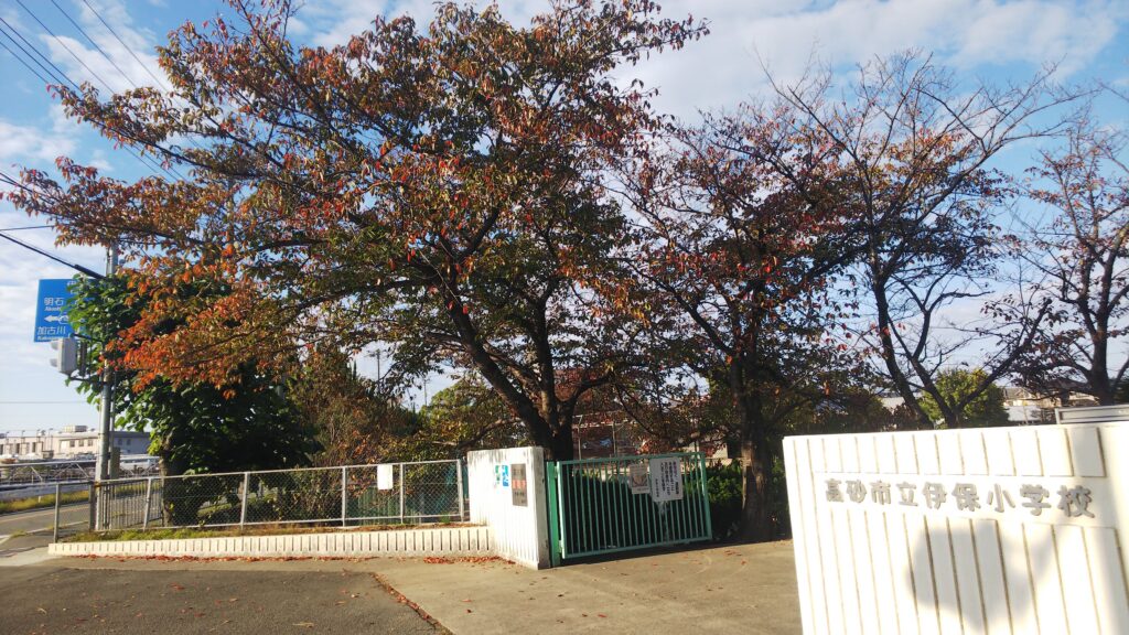 ブログ挑戦NO114　小学校前の桜紅葉　