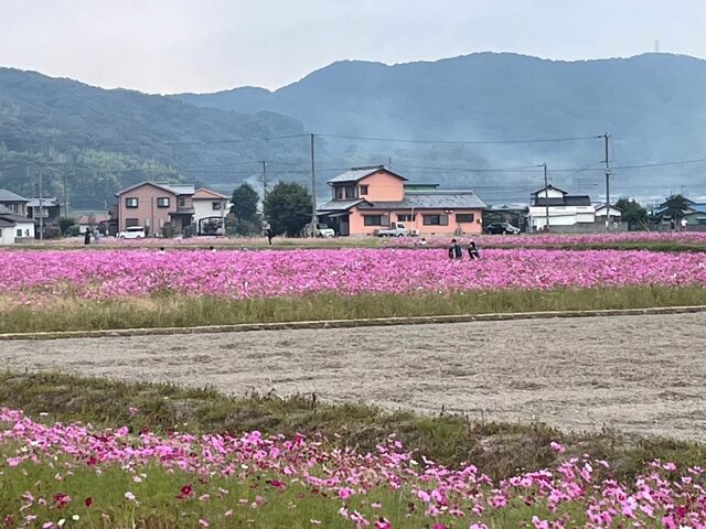 ブログ挑戦NO27　秋桜