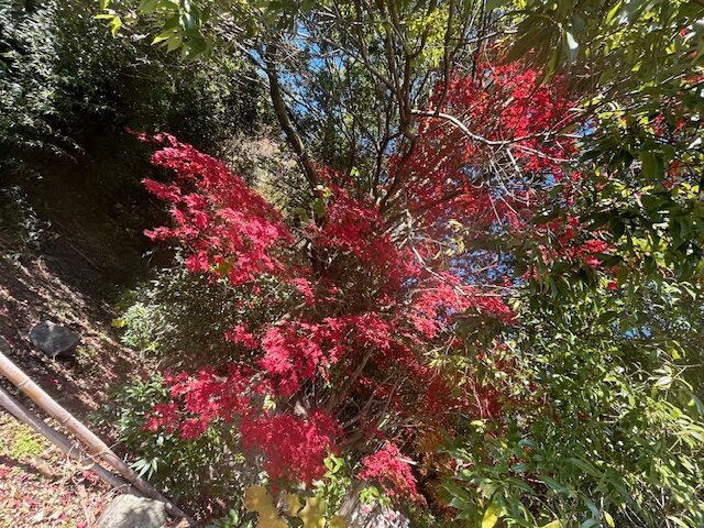 艶やか紅葉