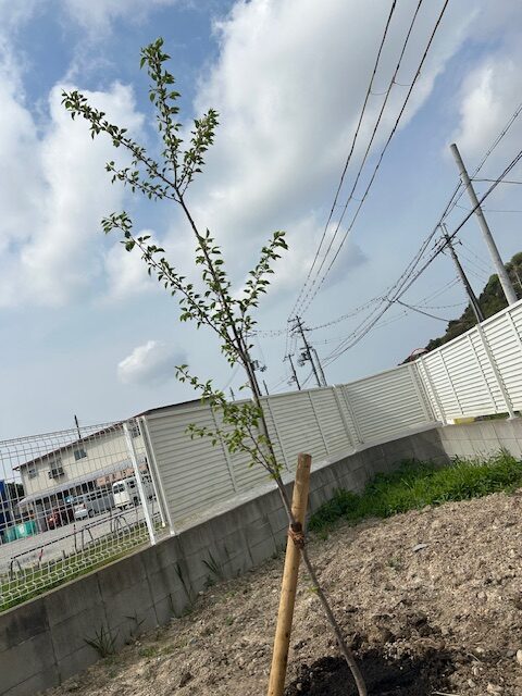 4月15日　先代代表松岡文昭命日/桜植樹