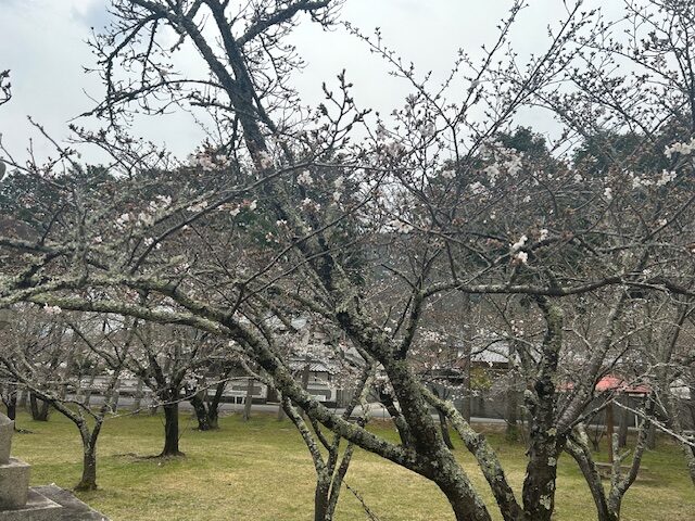 R6年3月31日・・岡山県和気町/和気神社の桜